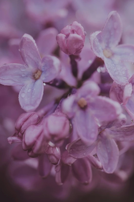 a close up s of some purple flowers