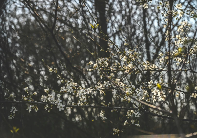 a bush with flowers is in a park with trees