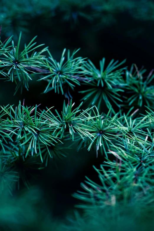 a close up view of green needles on pine trees