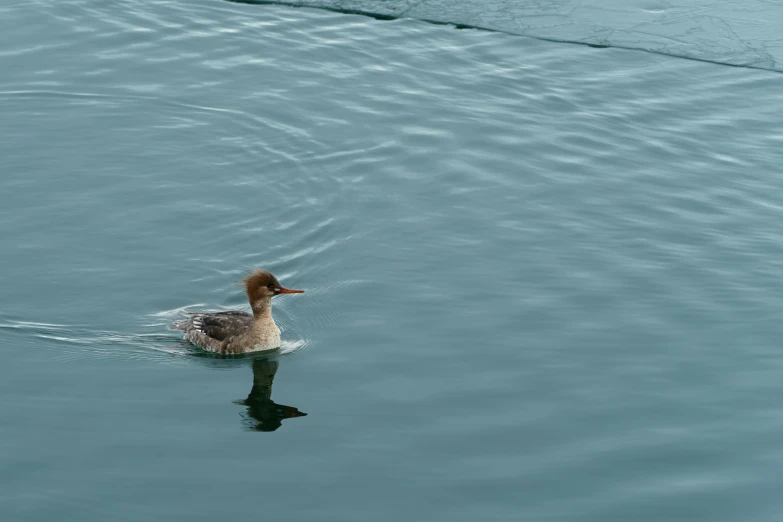 a duck swims in the water at a pond