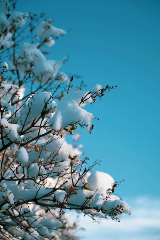 snow covering the leaves of a tree outside