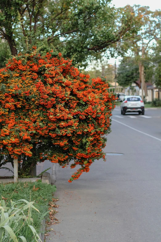 some very pretty flowers growing on the side of a road