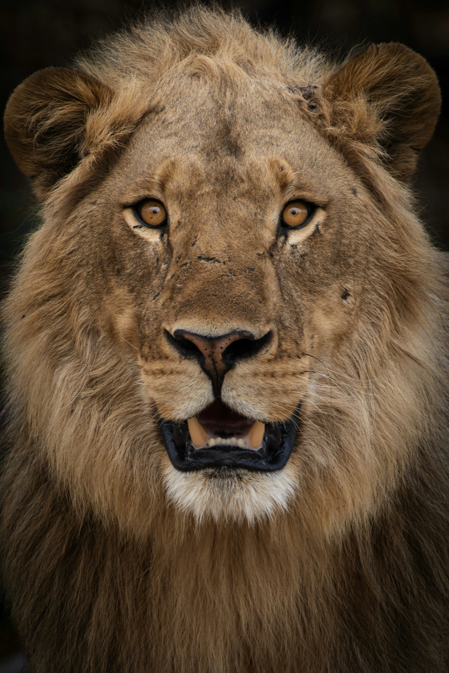 a large lion with a black background and one eye open