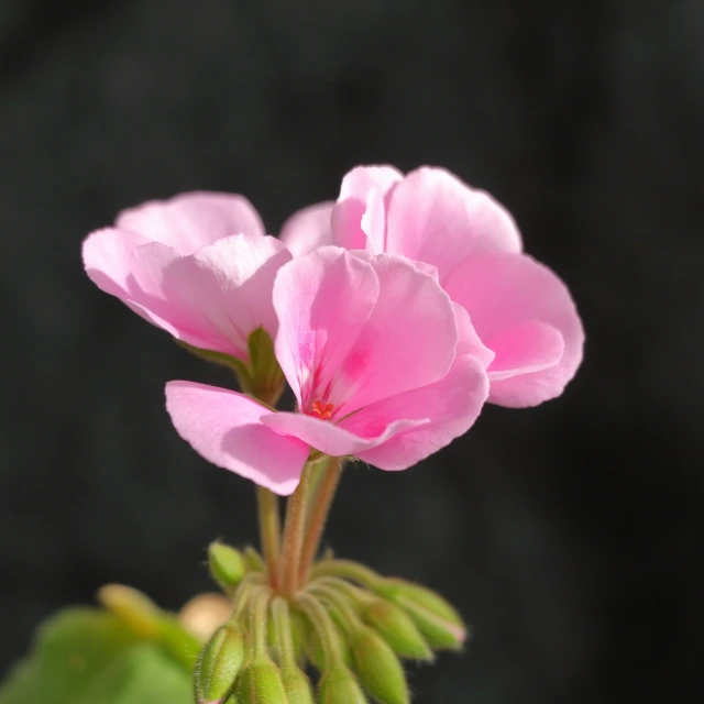 this is a closeup of three pink flowers