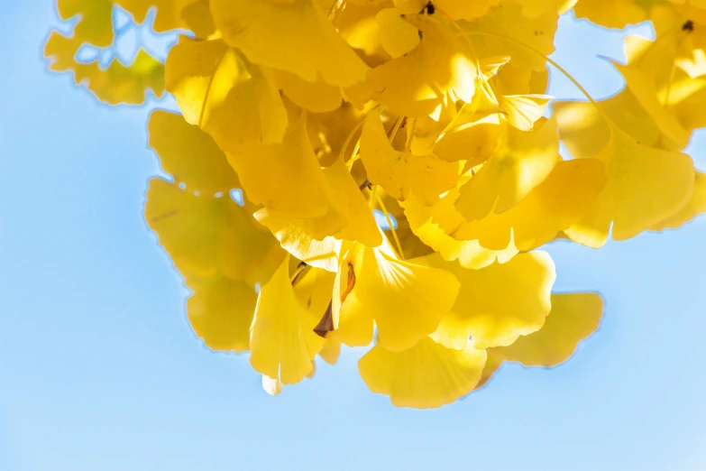 a plant on a tree with yellow flowers