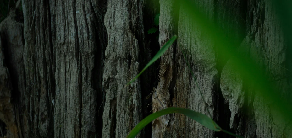 a close up of the bark of a tree