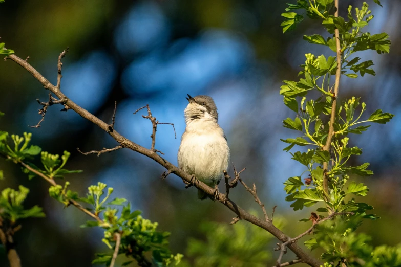 the bird is perched on the nch of a tree