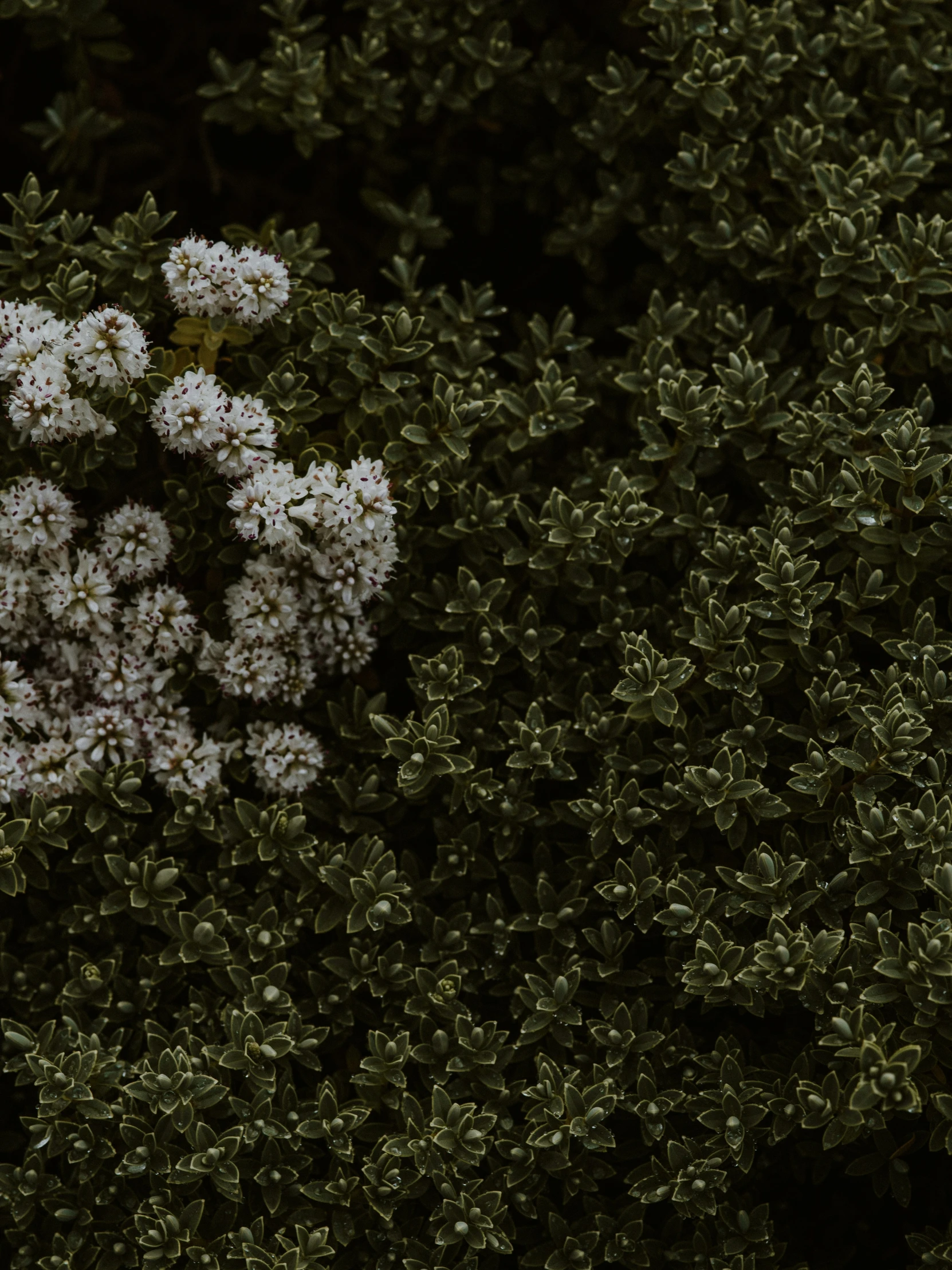 many white flowers growing in the bush as a dark background