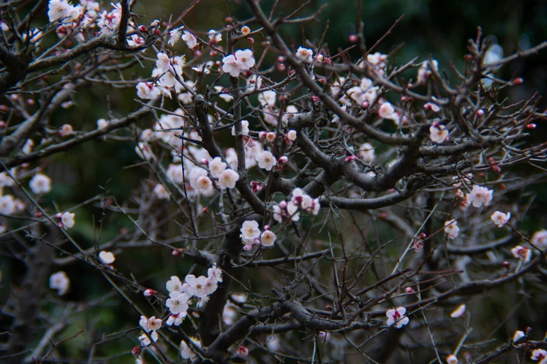 a bush with lots of small pink flowers