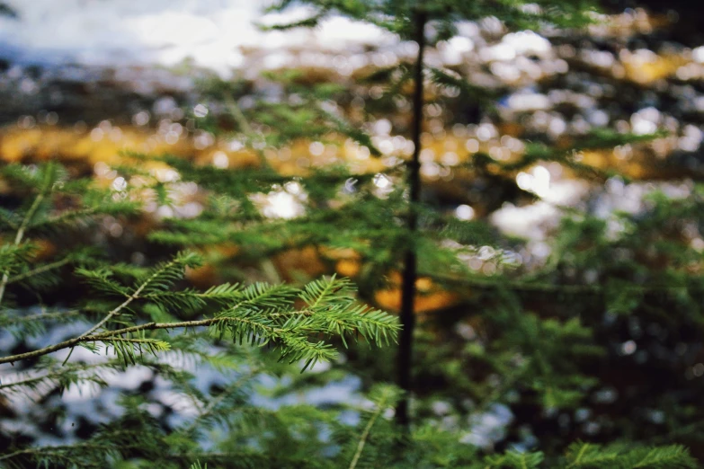 the image is of trees from behind