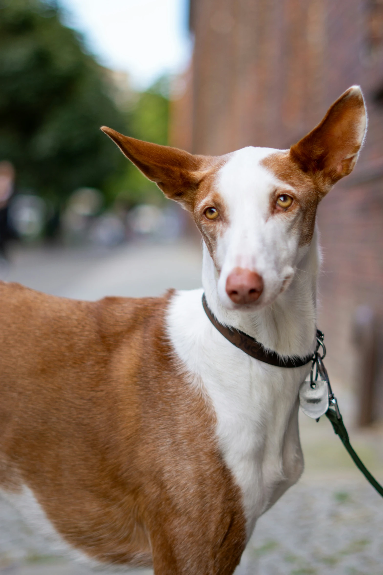 a dog standing in the middle of a road