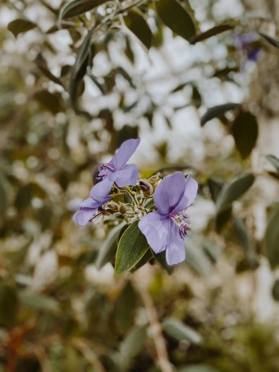 a purple flower sitting in the middle of a tree