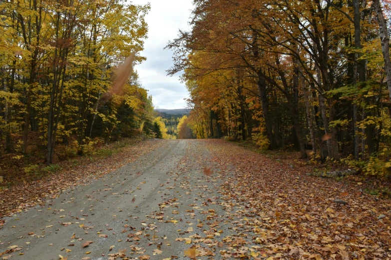 the street is quiet but it's autumny