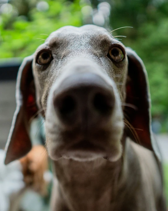 there is a dog that looks surprised while looking at the camera