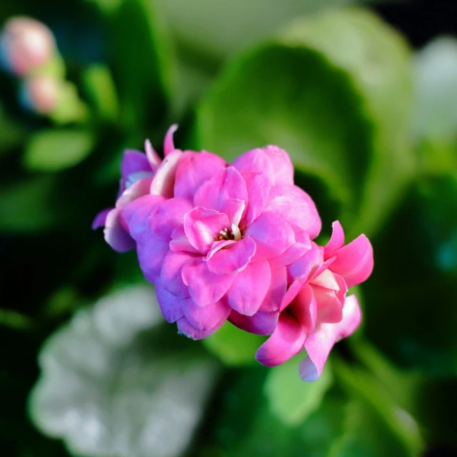 small pink flowers with lots of leaves on the background