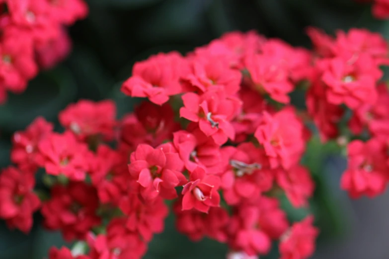 the beautiful red flowers are blooming all over the place