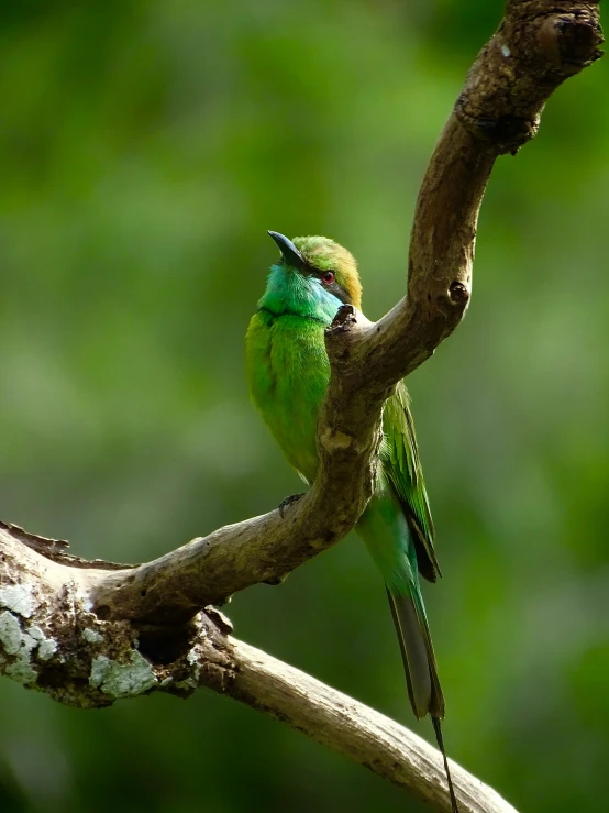 the small bird sits on the nch of a tree