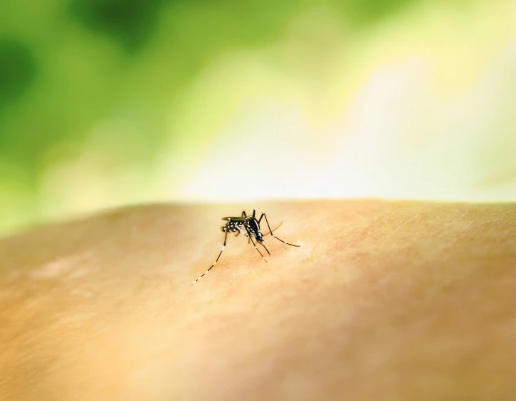 the mosquito is standing on someone's arm