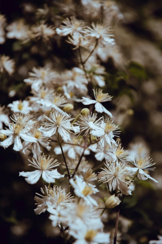 a bunch of white flowers against a wall