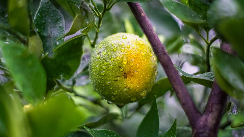 a close up of a tree nch with a fruit on it