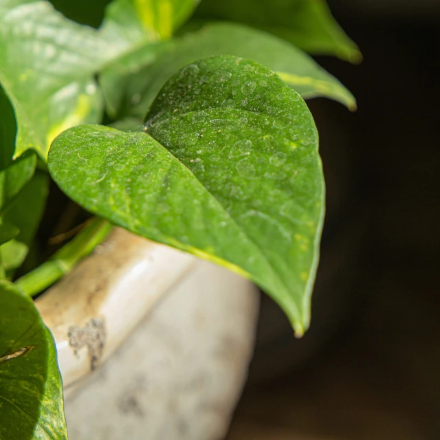 a close up of leaves on a plant