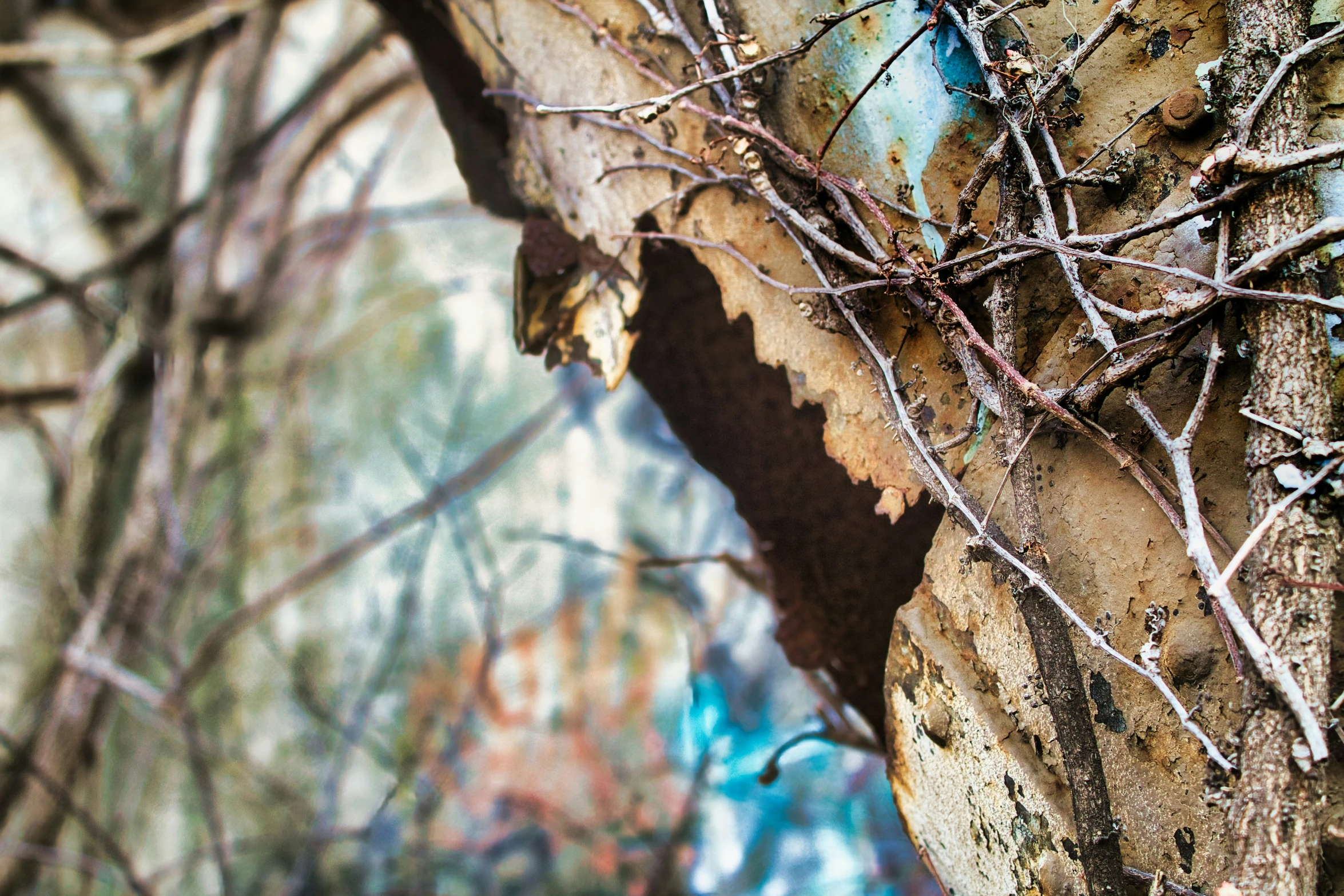 the bark of a tree is falling down