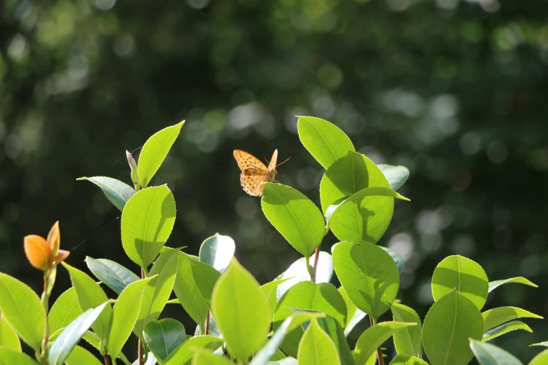 the erfly sits on top of a leafy plant