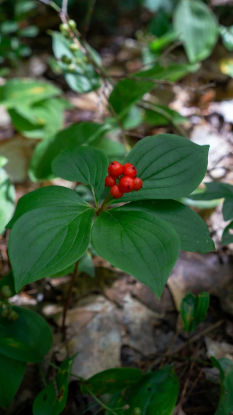 a small bush with red berries growing in the forest