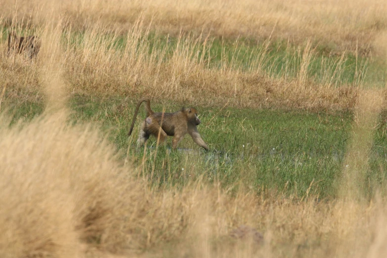 a small animal walking across a grass covered field