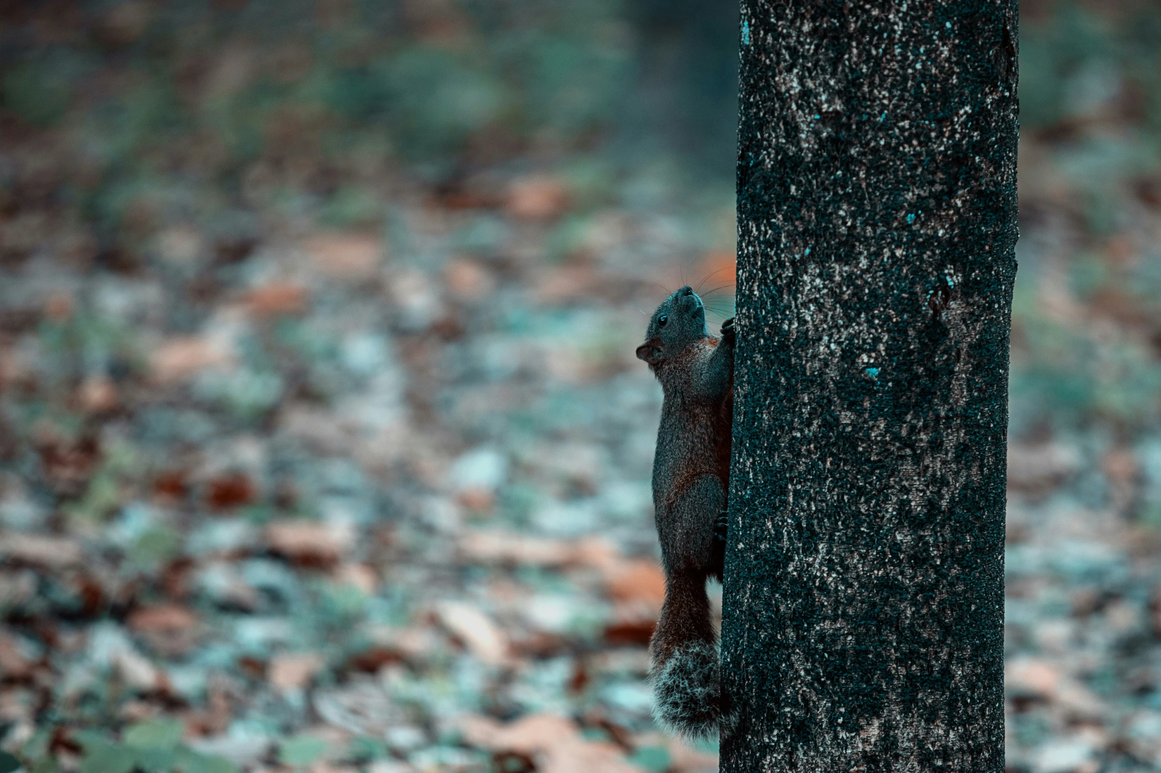 a squirrel sits in a tree trunk in the woods