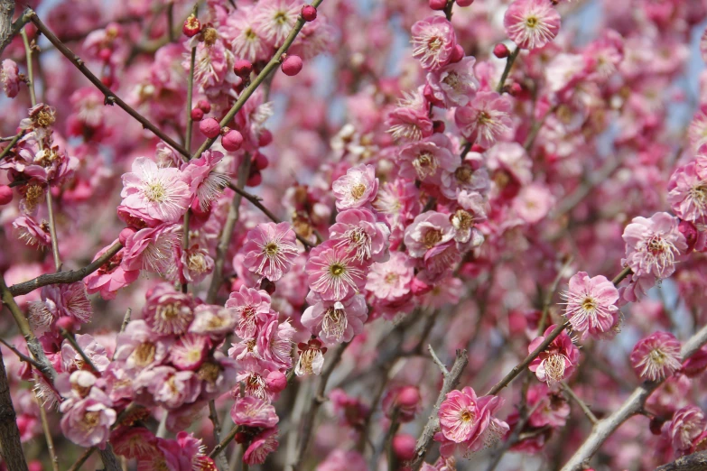 the pink flowers are ready to bloom on the tree