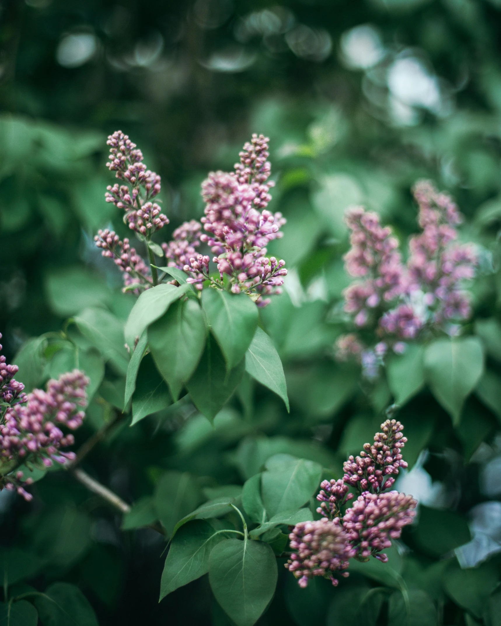 flowers blooming in an open space in the woods