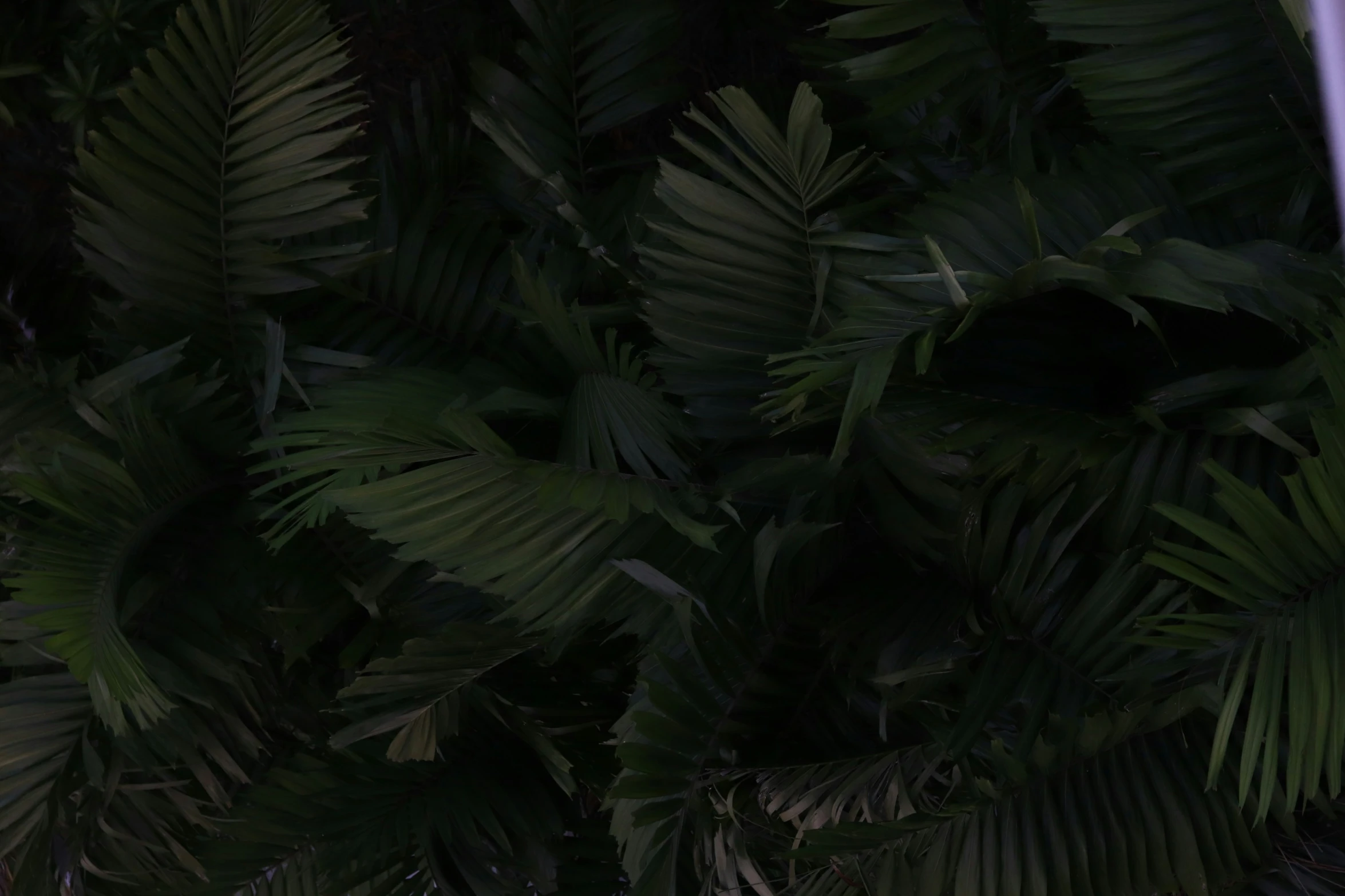 an umbrella is placed among the palm leaves