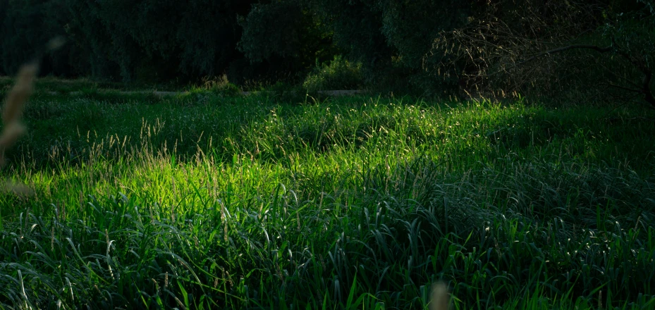 grass is growing near an intersection between two different fields