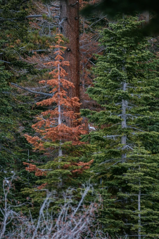 a forest filled with trees and tall fir trees