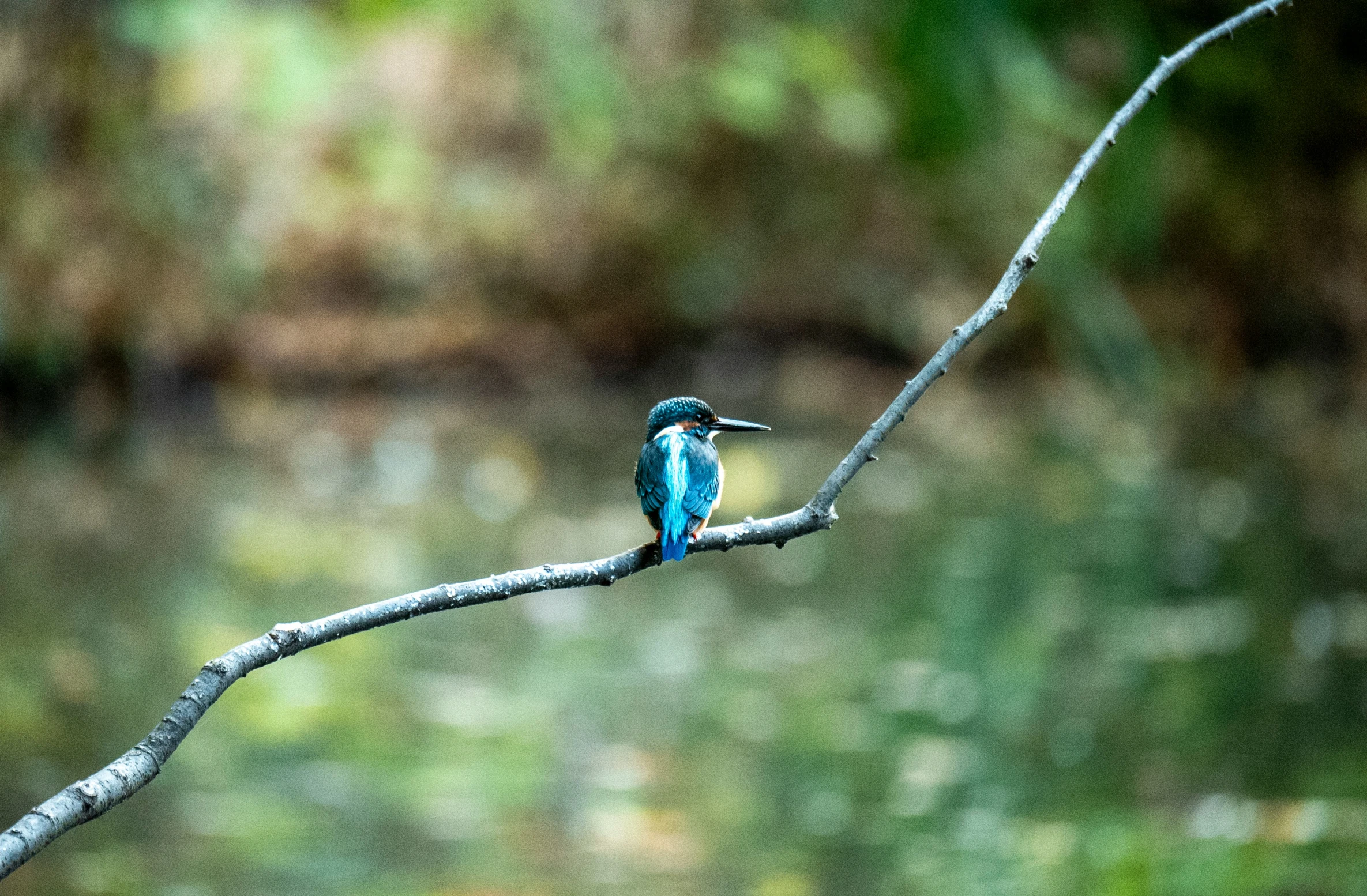 a small blue bird sitting on top of a nch