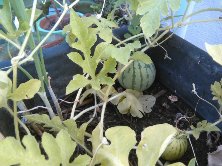 watermelon growing in the planter with yellow leaves