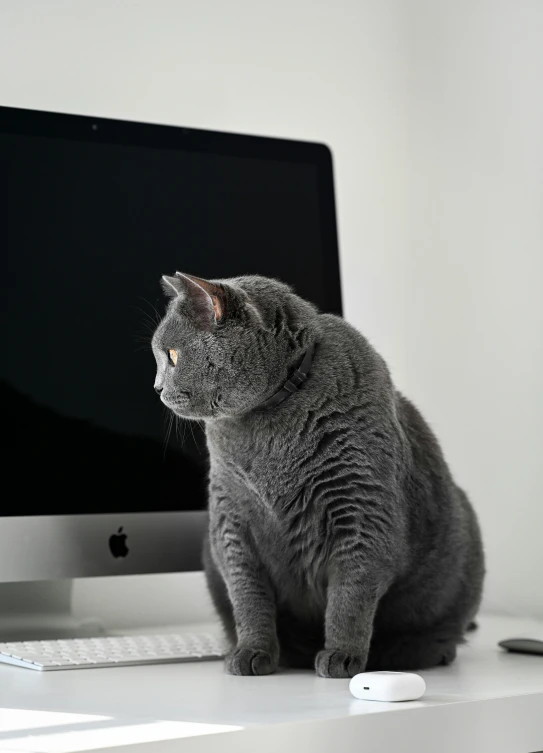 a cat sitting in front of a computer monitor