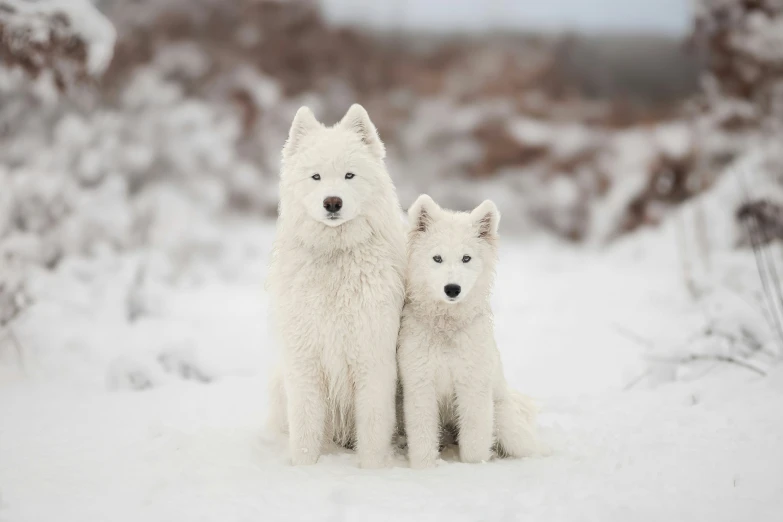 an image of two white dogs sitting in the snow