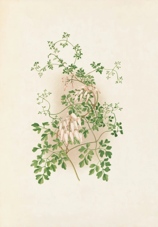 drawing of a plant and its leaves from the top