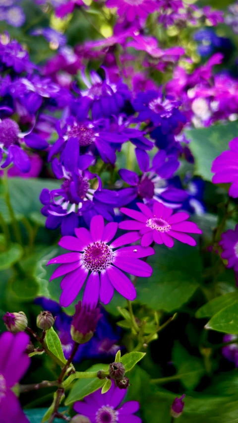 purple flowers are growing on a garden