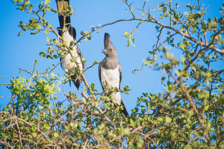 two birds sit next to each other on a tree