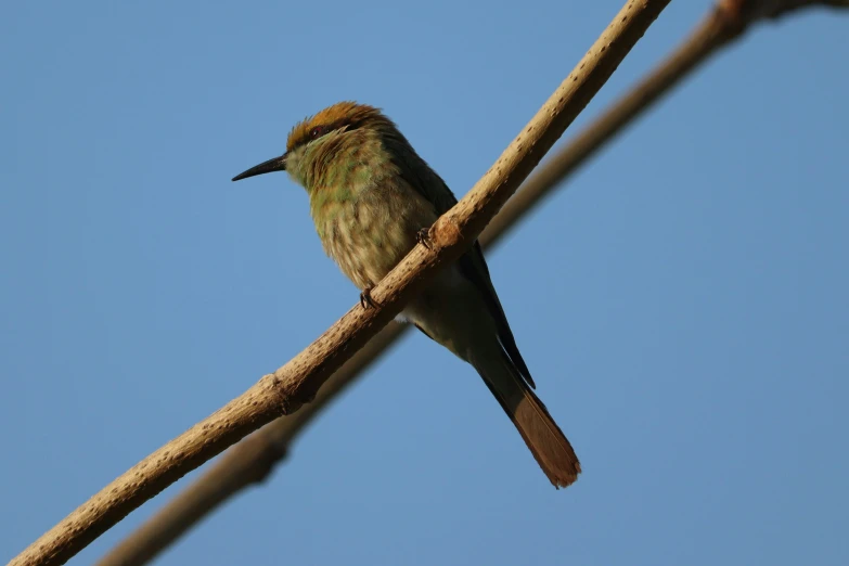 the bird is perched on a bare nch