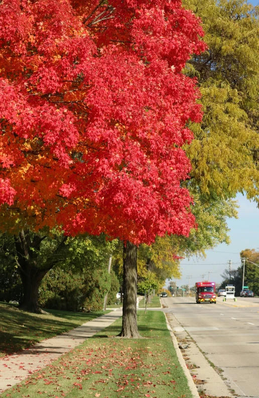 a street with tree and car on it