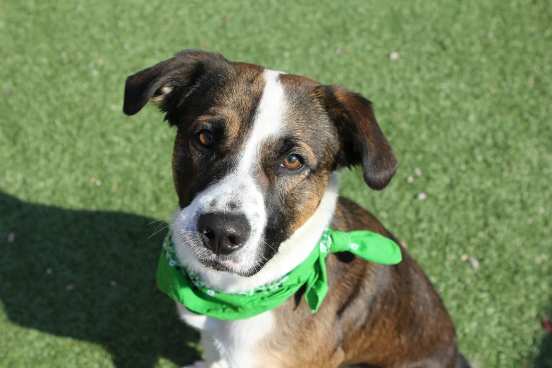 a brown dog with green tie sitting in the grass