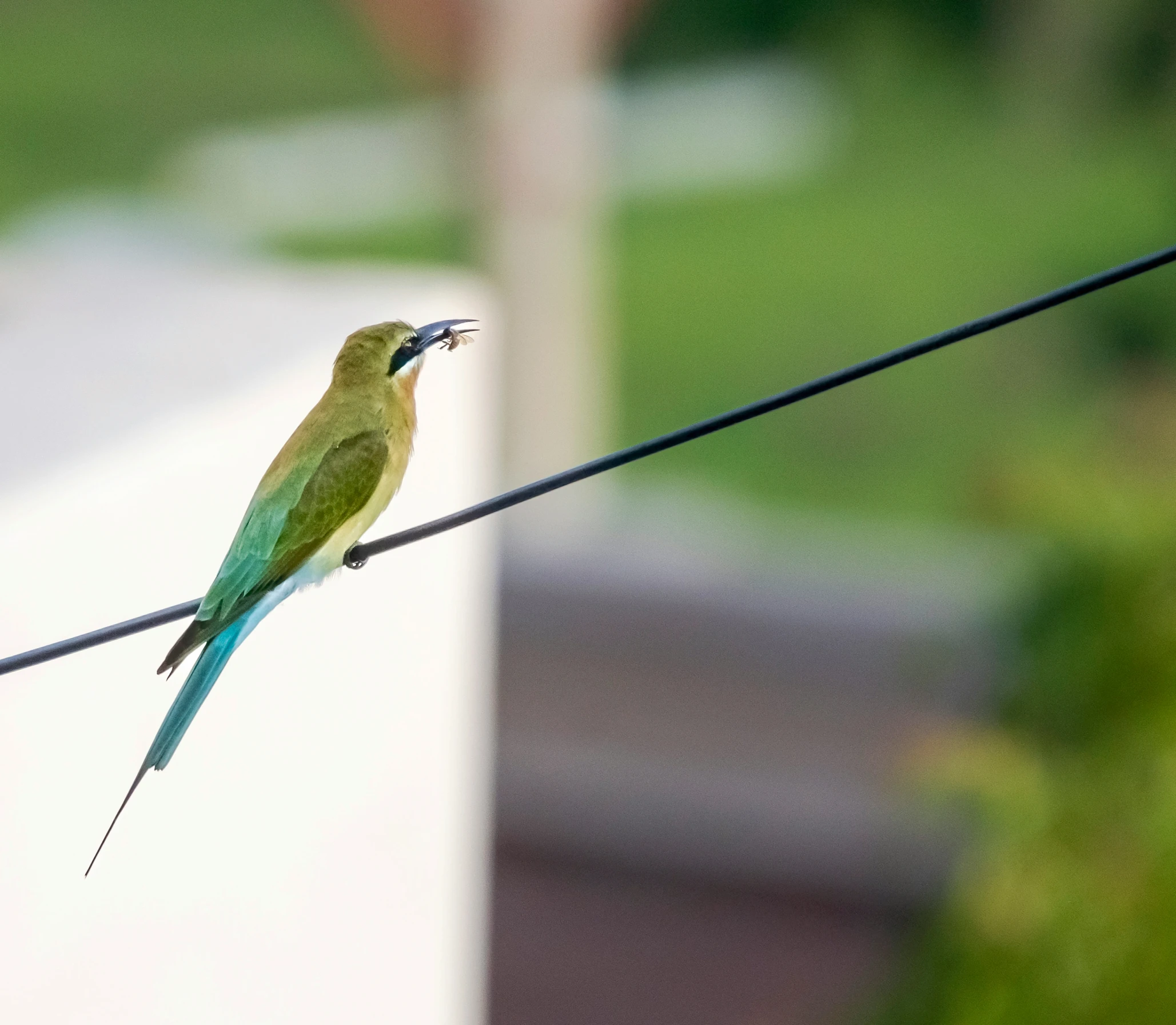 a bird perched on the side of a wire