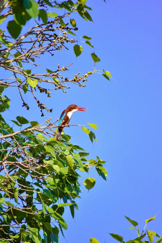 a bird perched on top of a tree nch