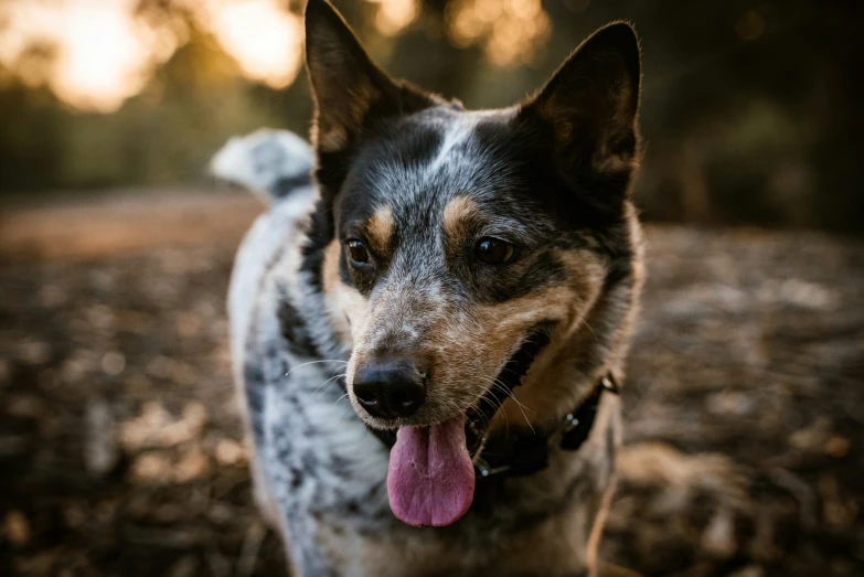 a happy black and brown dog with his tongue out