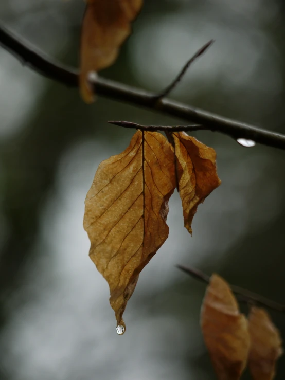 a leaf has fallen from the tree