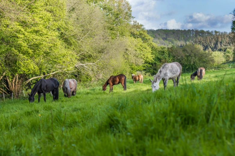 three horses grazing in a field of grass and trees
